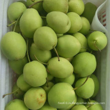 Новая урожайная высококачественная свежая груша / груша Шаньдун (70-80-90-100)